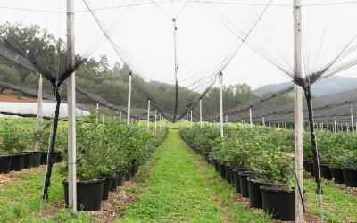 View of rows of blueberry pots on a farm protected by a black net from birds