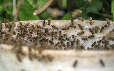 An overhead shot of several bees on the hive