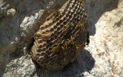 A European paper wasp with bees during daytime
