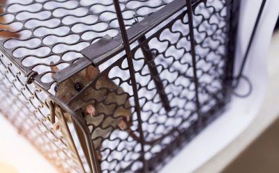 A rat caught in a cage. focus the eye